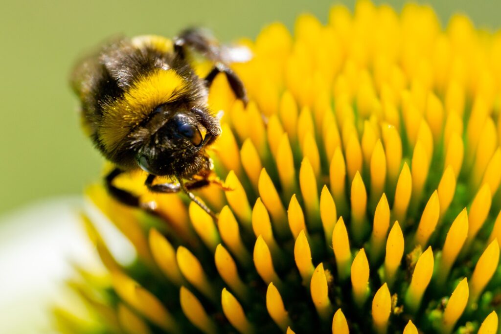 Happy Bee's - Precision farming is a pollinator’s best friend.