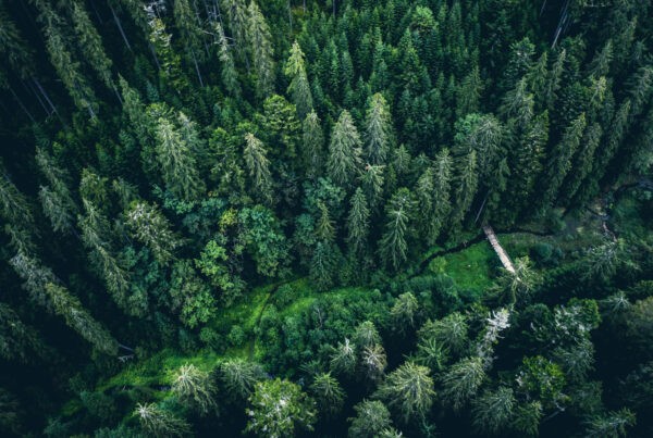 Drone Companies Supporting Environmental Conservation