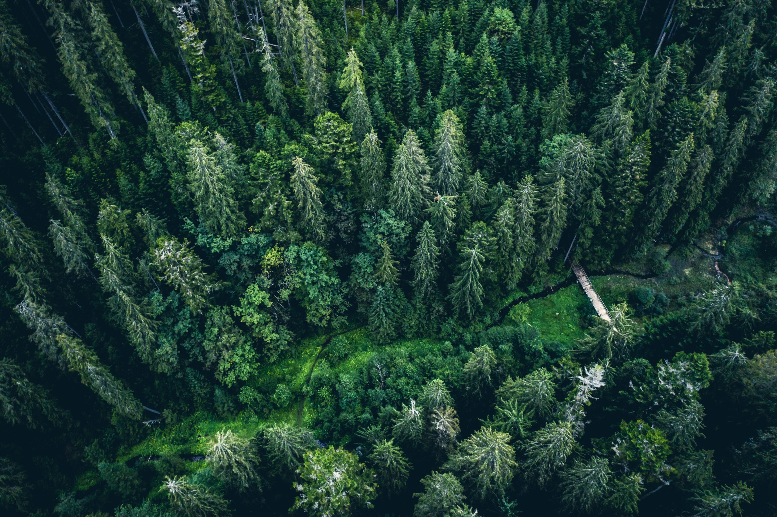 How Drone Companies in California Are Supporting Environmental Conservation?